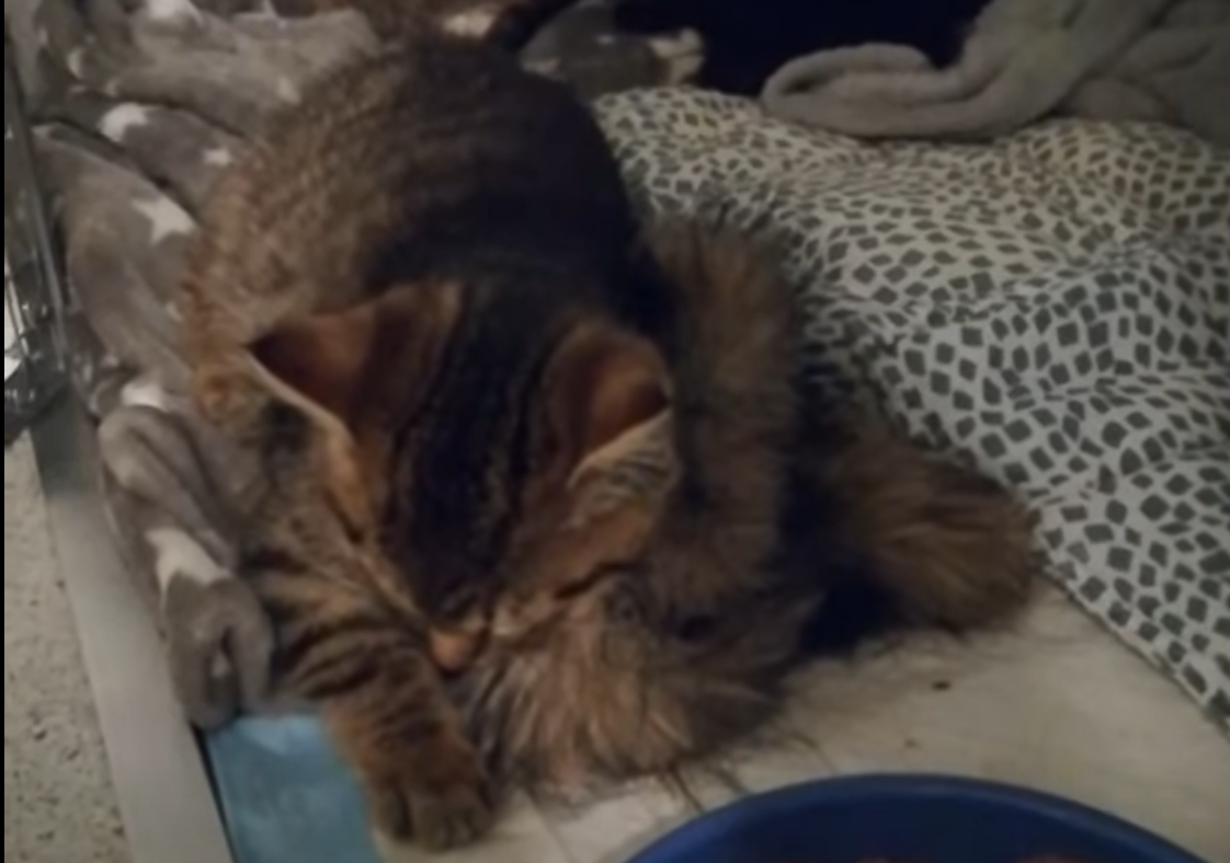 Zum Nikolaus gleich fünf Kitten