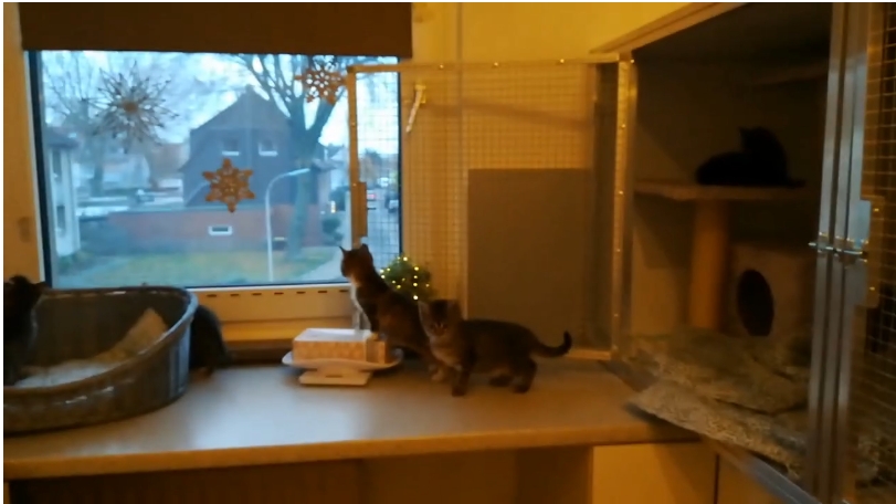 Zum ersten mal auf freien Pfoten