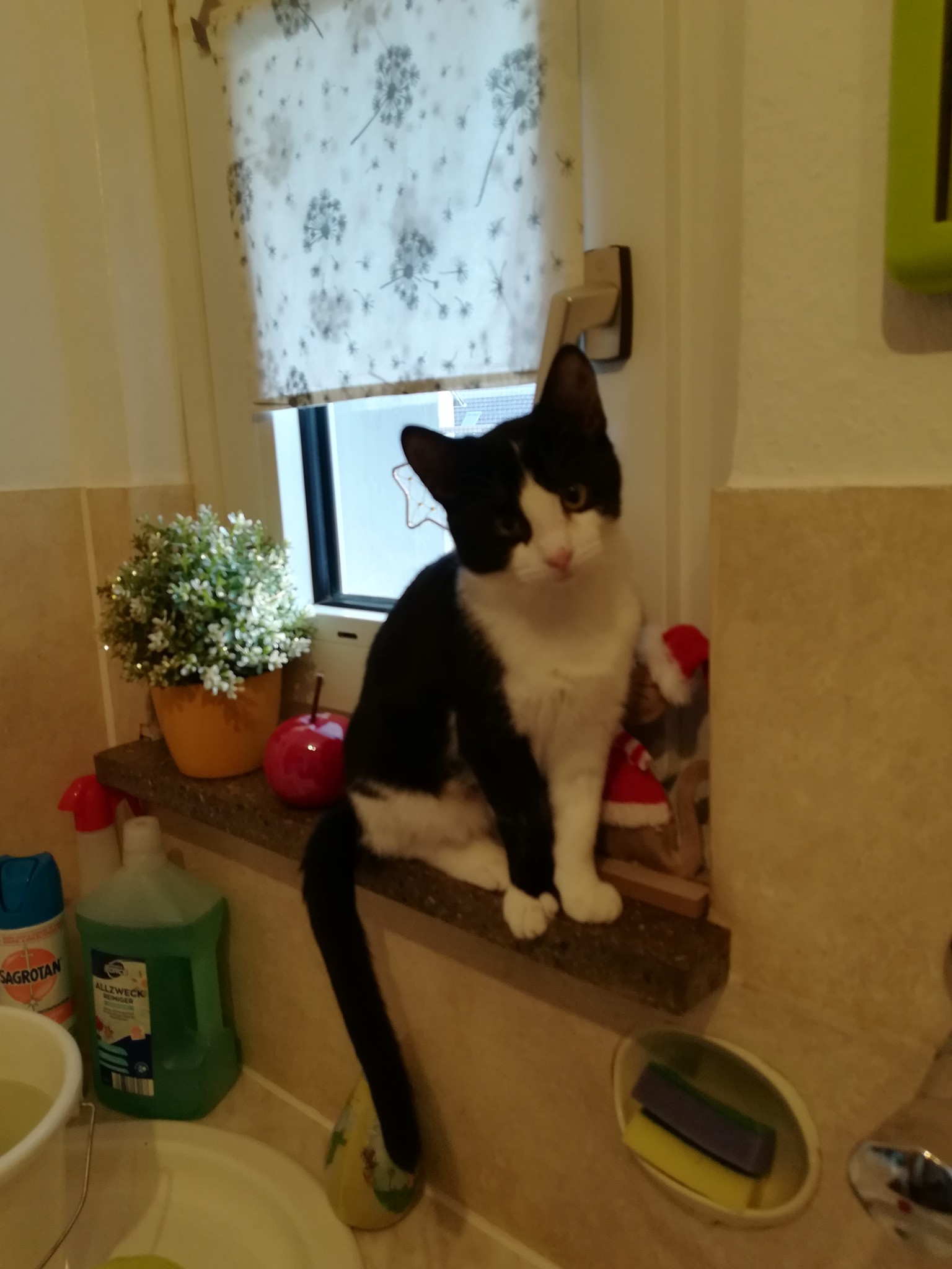 Shanna dritten Advent