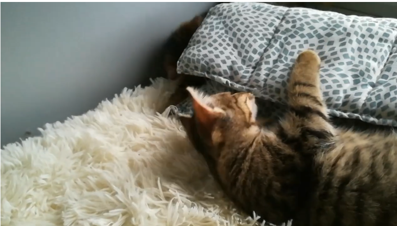 Buntes Miezentreiben