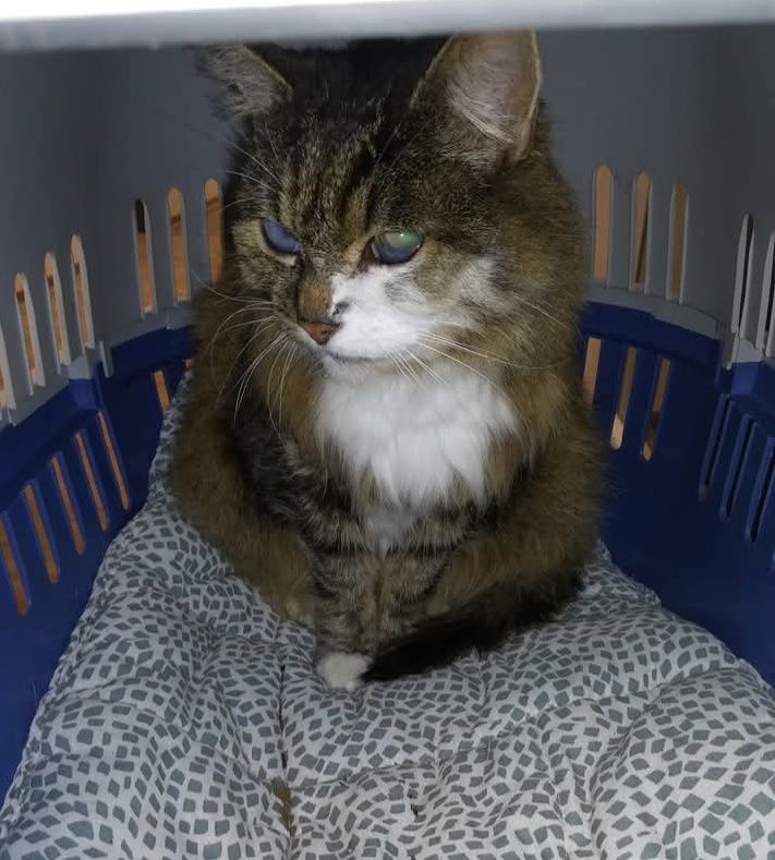 Ella über den Regenbogen