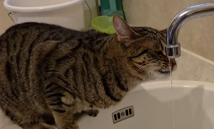 Wenn die Katze Durst hat