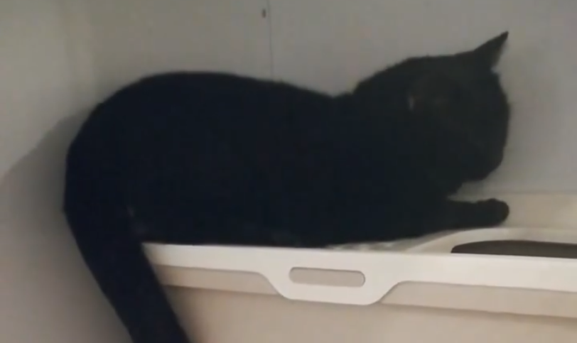 Willkommen Blacky