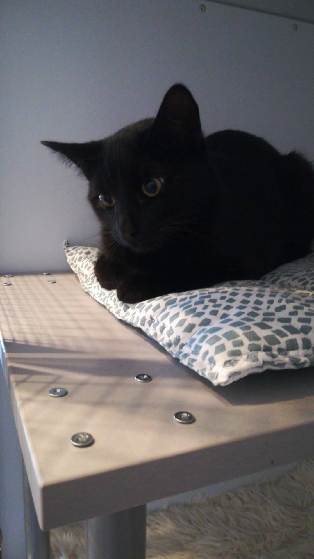 Schwarzer Kater sucht seine Familie